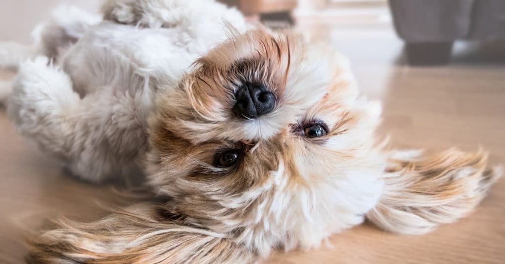 7 Strange Dog Behaviors and What They Mean