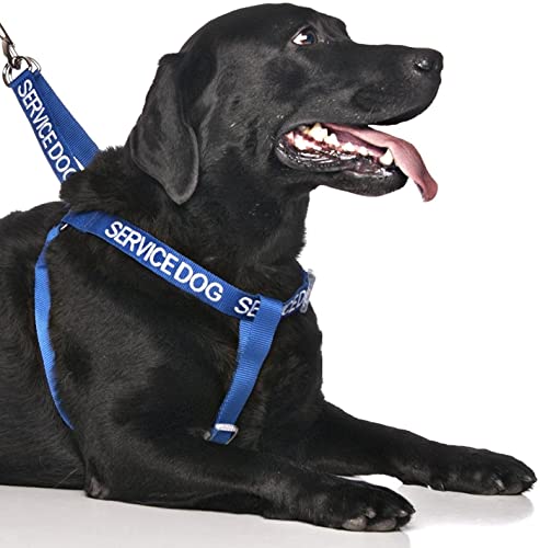 Dexil Limited-Service Dog Blue Color Coded Alert Warning L XL Non-Pull Dog Harness