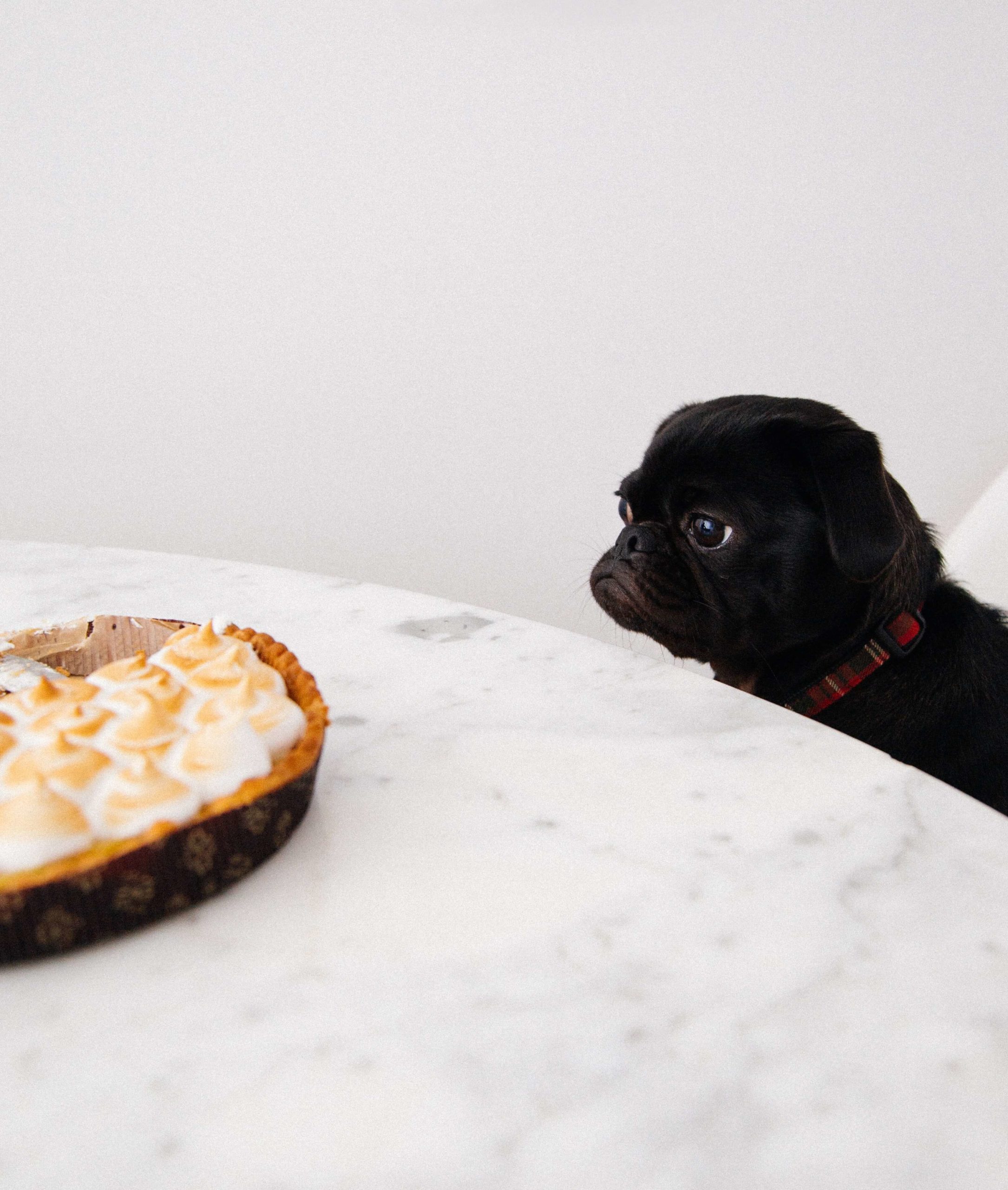 Dogs and Chocolate: What to Do If My Dog Eats Chocolate