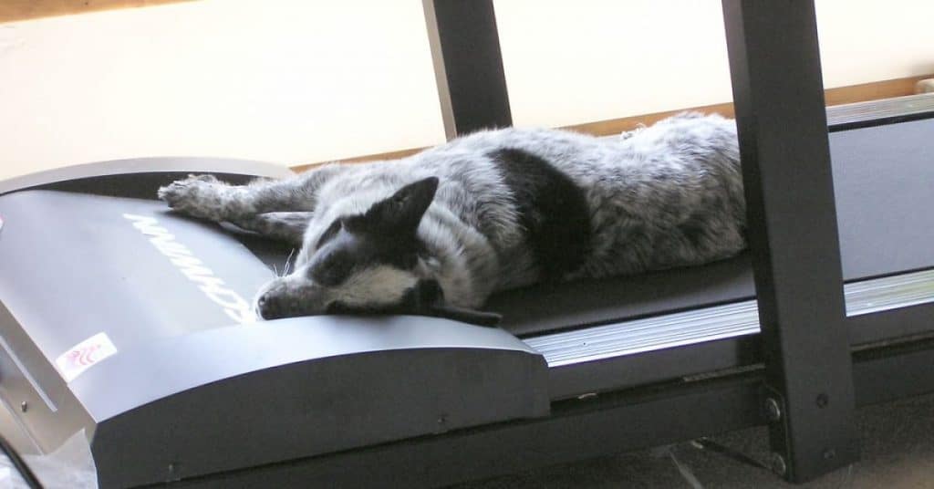 Best Dog Treadmills and Treadwheels