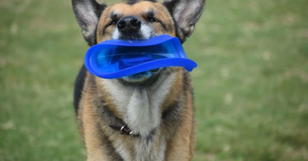 Indestructible Dog Toys For The Most Aggressive Chewers