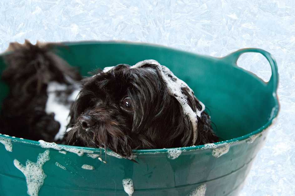 Best Dog Bath Tub