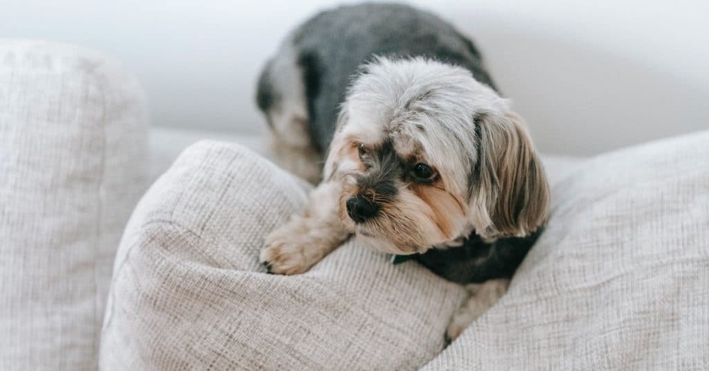 Take Care of Your Yorkie the Right Way With These Tips